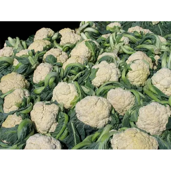 Fresh Cauliflower